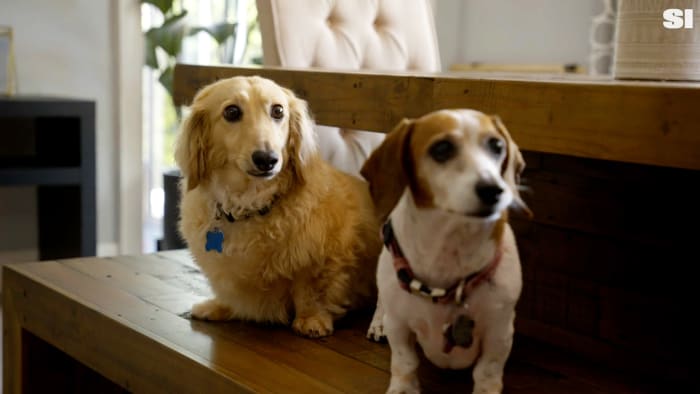 Jodi Ewart Shadoff’s dogs